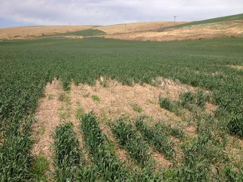 Wireworm damage in field