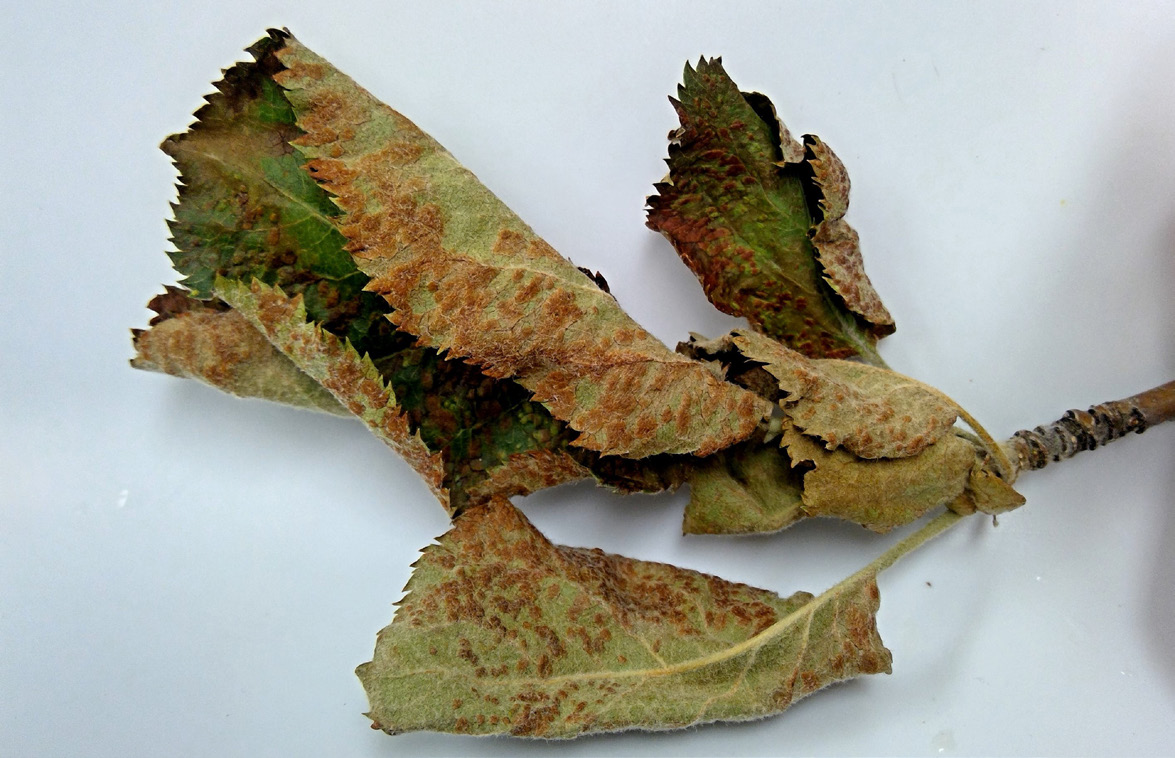 Blister-like galls on a leaves