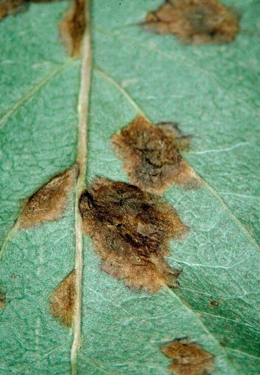 Close-up of blister-like galls on underside of leaf