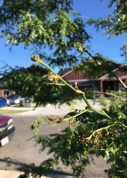 Leaf damage from honeylocust