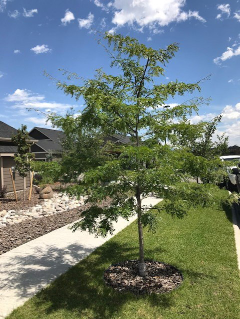 Thinning tree from honeylocust damage