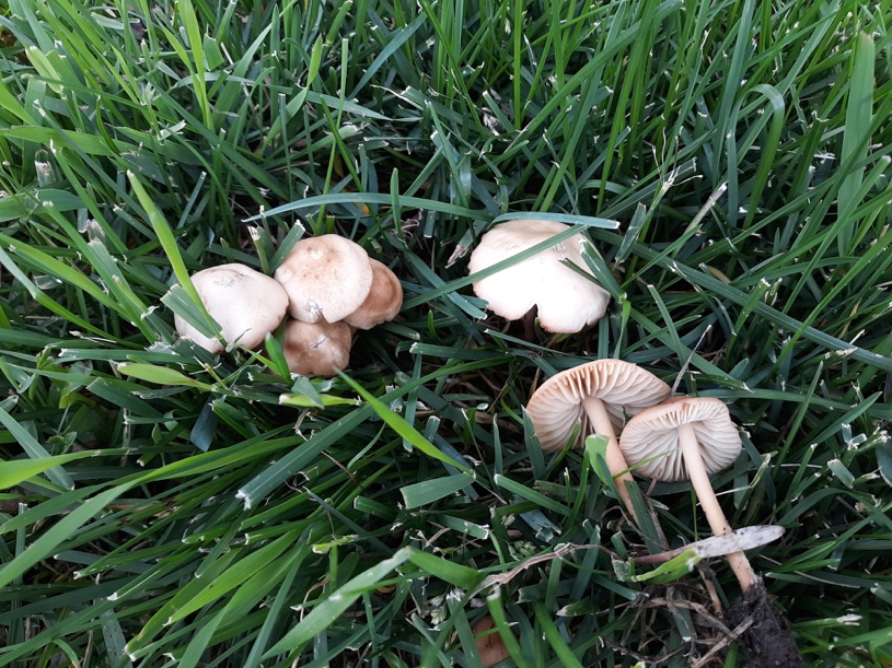 Fairy ring mushrooms