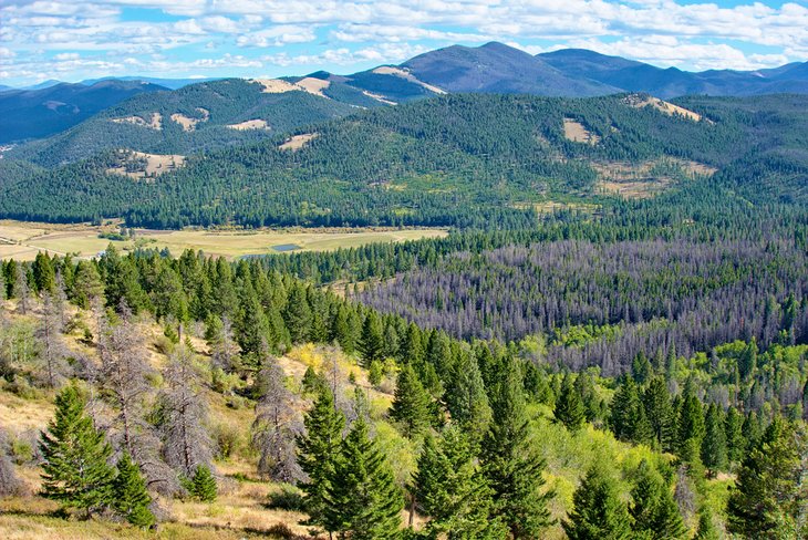 Montana Forest Lands