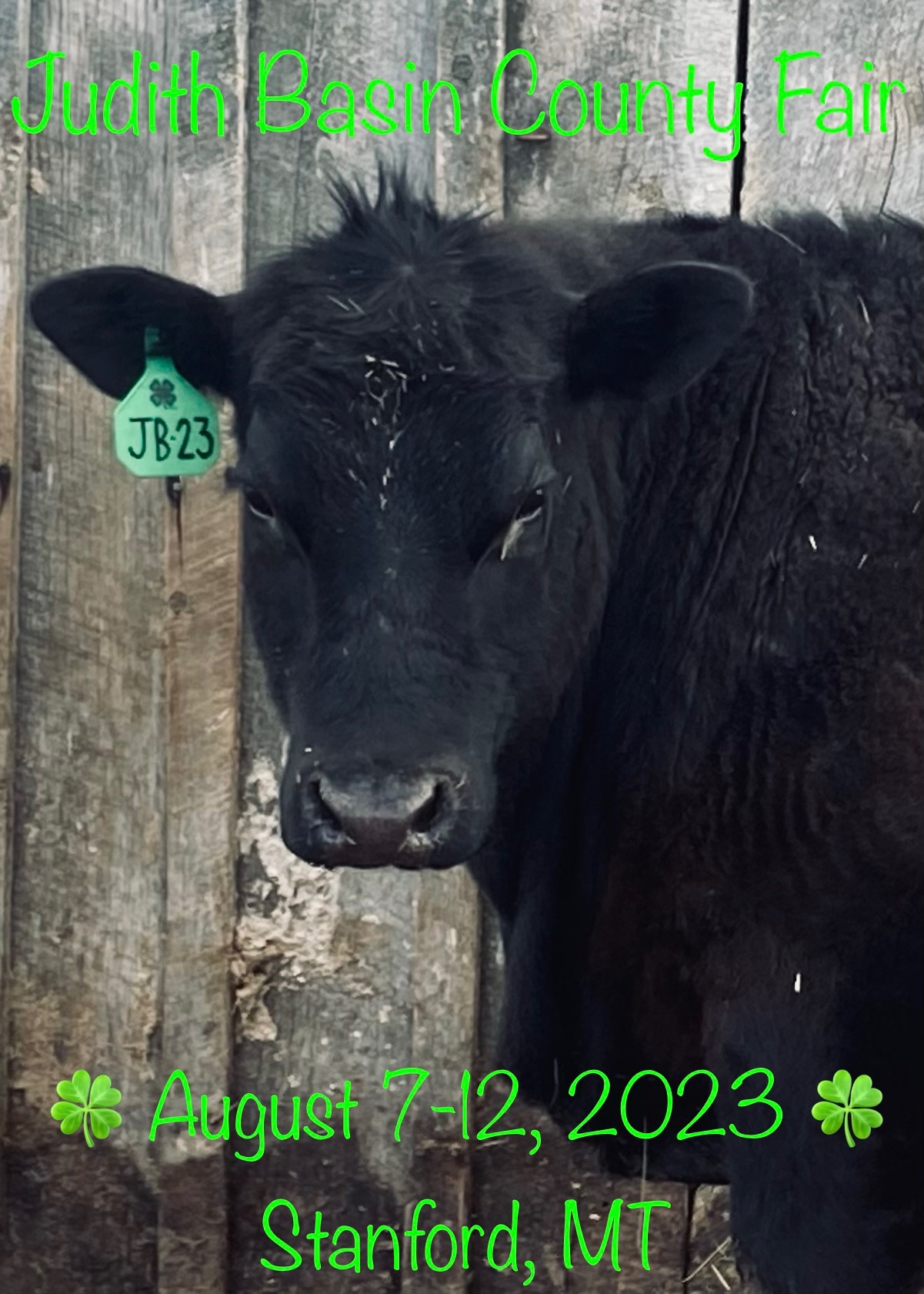 Black beef cow with JB 23 ear tag