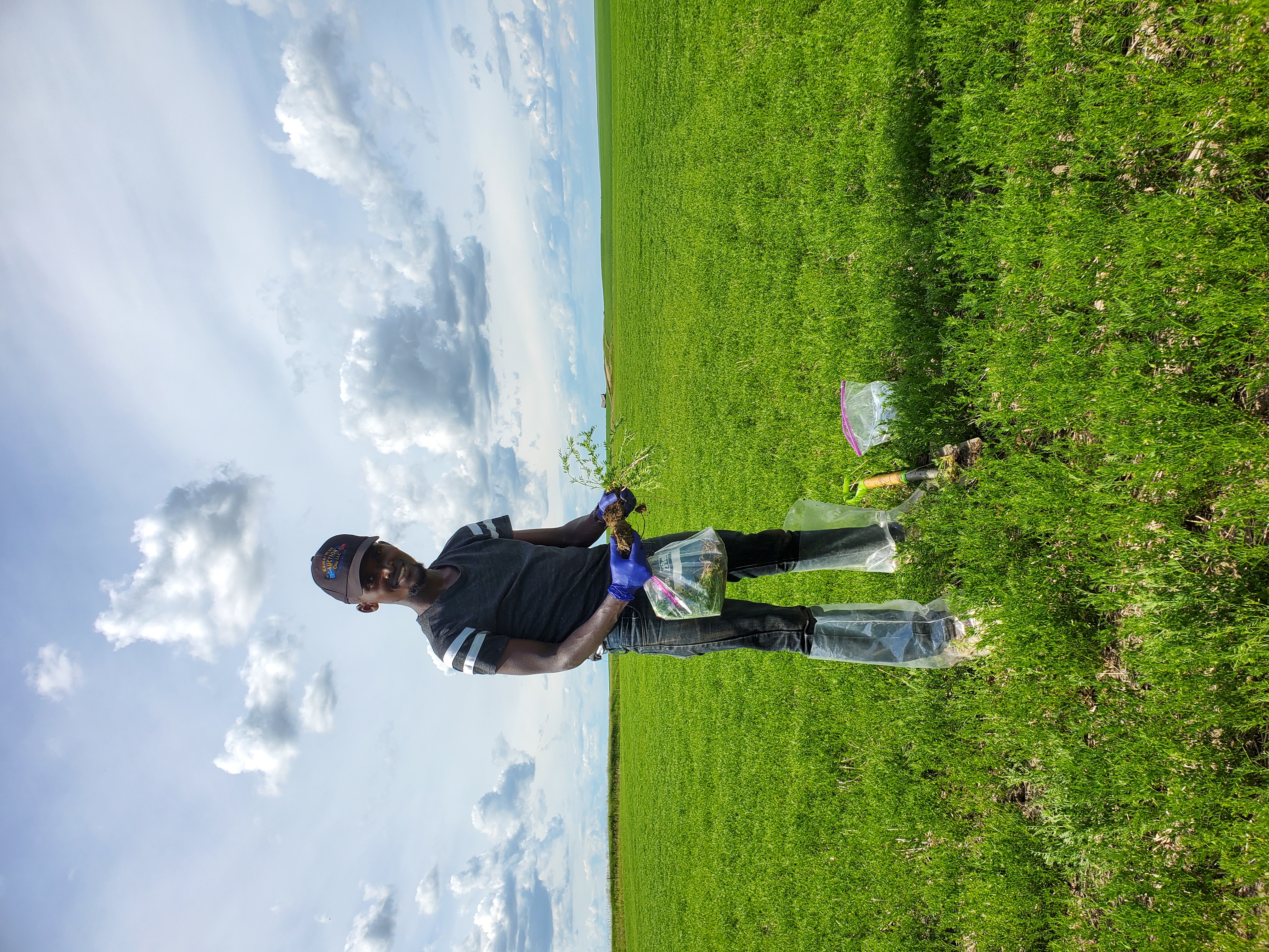 graduate student collecting diseased lentil roots from a field in Montana