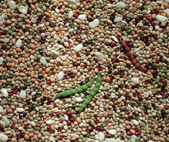 Photo of dry beans, dry peas, lentils, and chickpeas