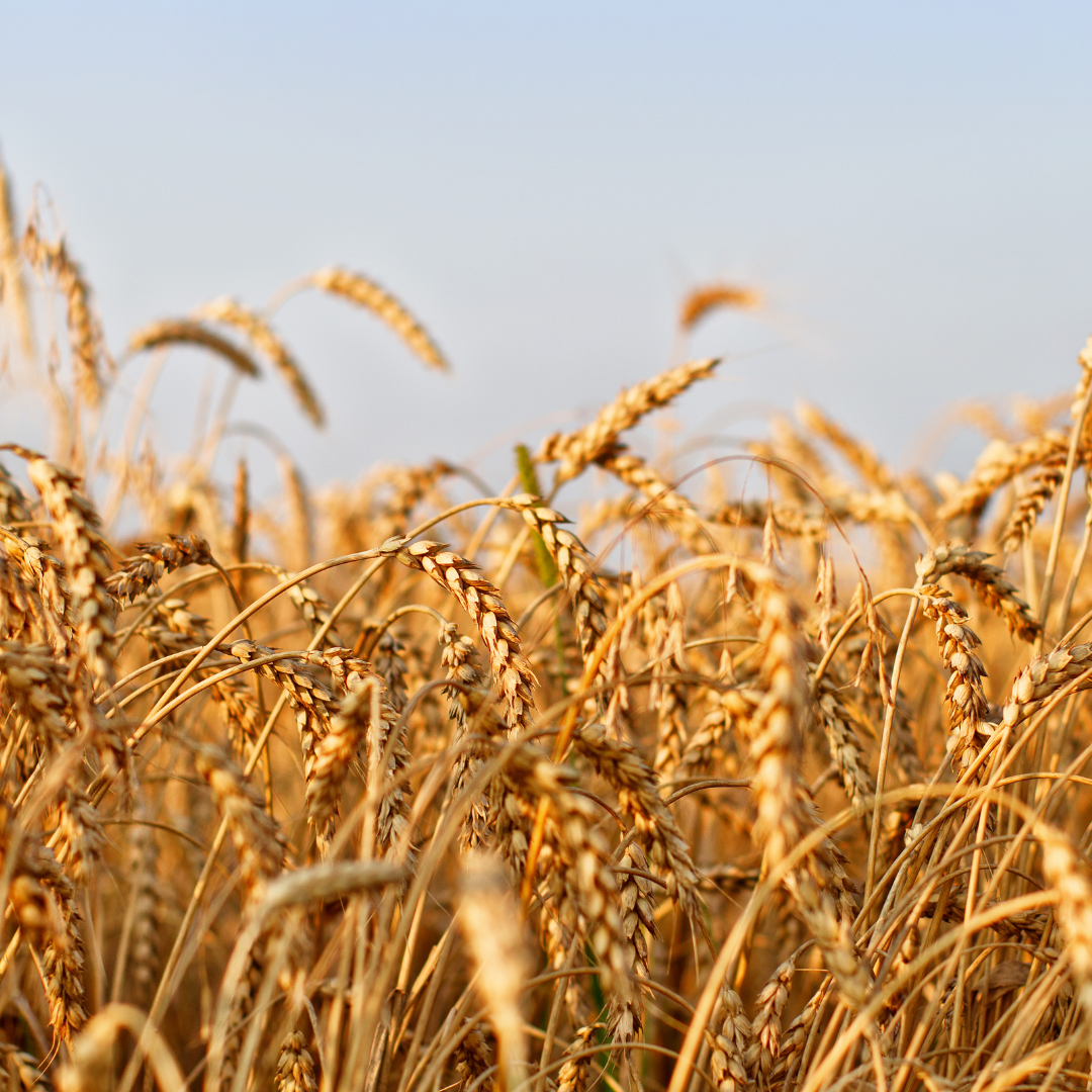 Agriculture and Natural Resources Wheat