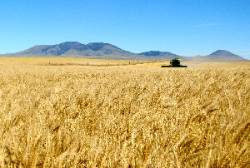 Harvest Harvest