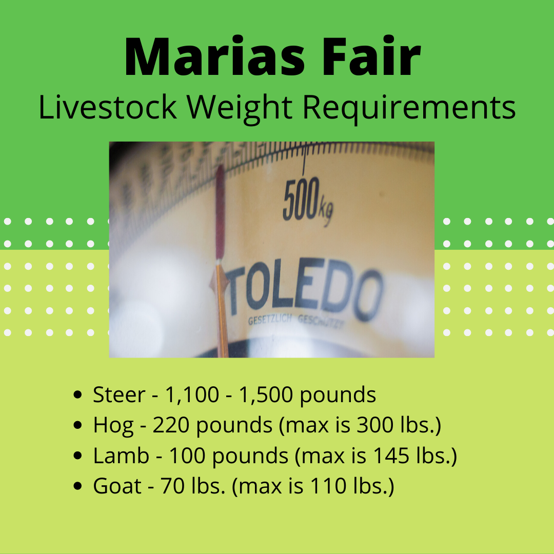 Marias Fair Livestock Weights