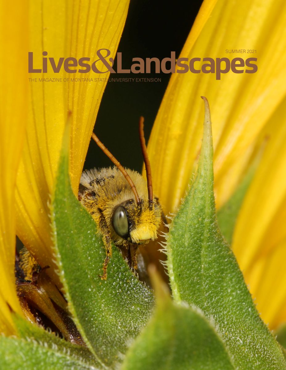 The magazine cover depicts a bee covered in pollen emerging from between the yellow petals and green bracts of a sunflower.