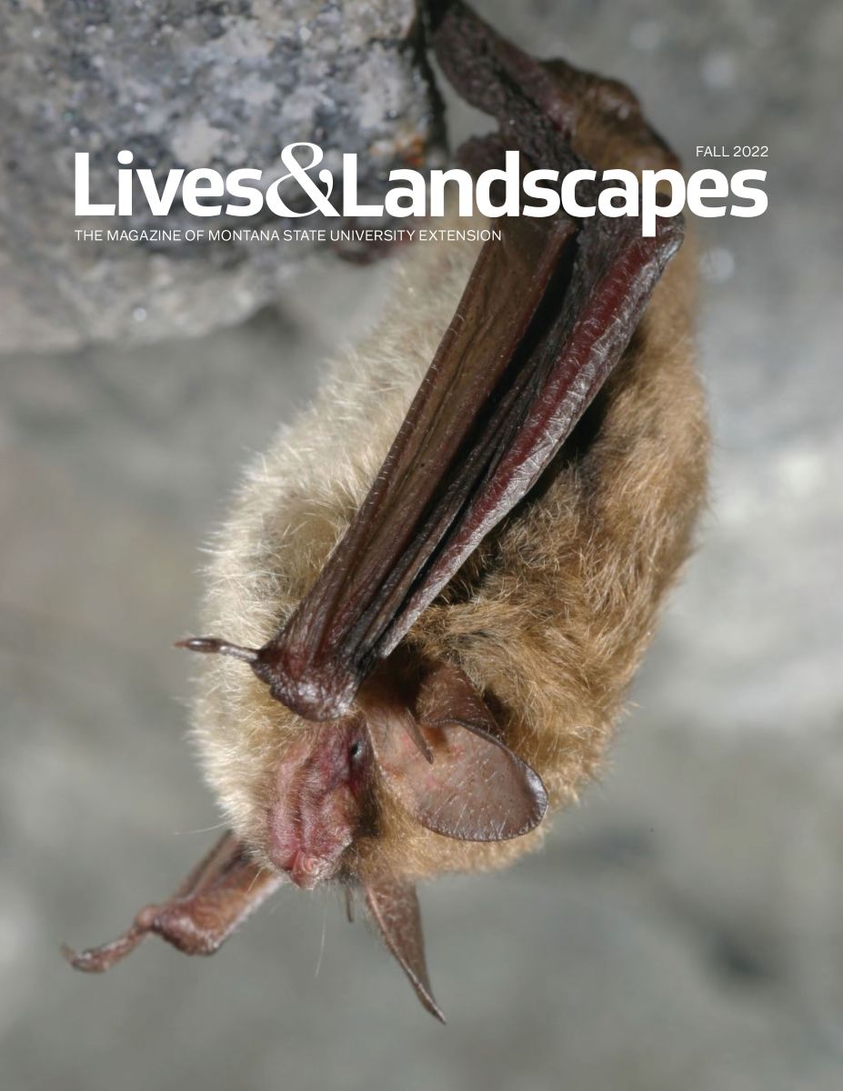 A bat hangs upside down from a rock, filling most of the cover. It is light brown and fuzzy with dark reddish brown leathery wings, ears, and snout.