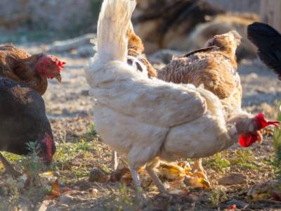 Chickens of different colors peck at the ground