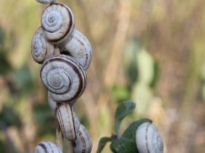 white and brown snail shells are attached to a plant stalk