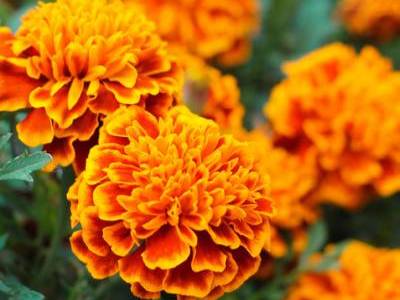 orange marigolds