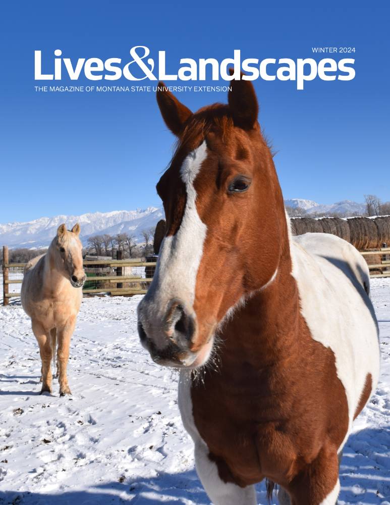 Two horses stand in a snowy corral. Text at the top reads: Winter 2024 Lives & Landscapes the magazine of Montana State University Extension