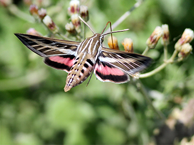 A sphinx moth that is tan with black and white markings on its body and forewings. The hindwings are pink and black.