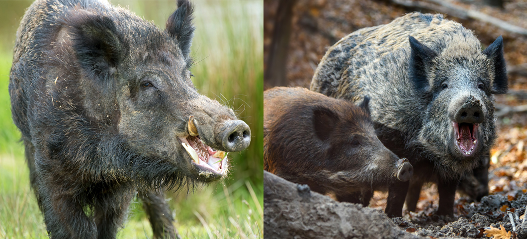 Two images of feral pigs side-by-side. They are large with grey and brown fur, long snouts, and yellow tusks.