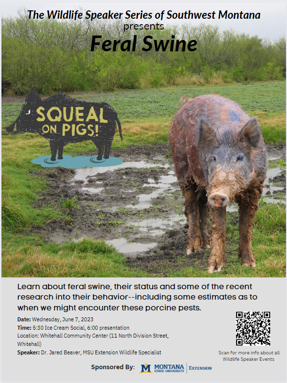feral swine poster