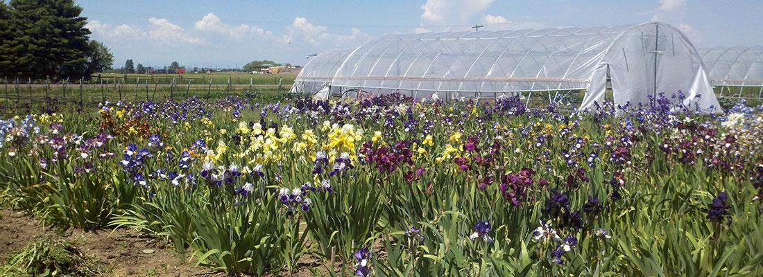 Field of multicolored iris flowers in a field with a plastic covered structure in background