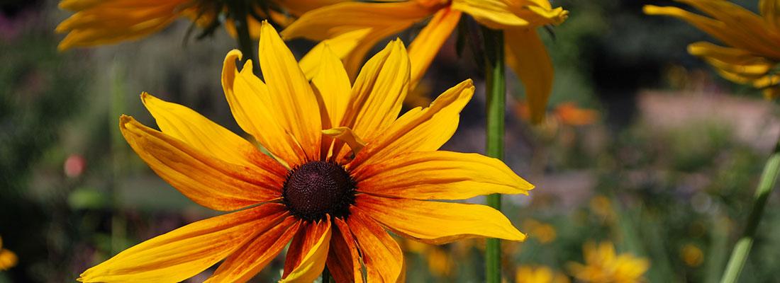 Yellow flower with dark brown center growing in a yard