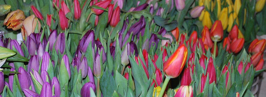 Field of purple, red, yellow and pink tulip flowers