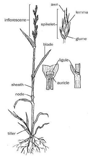 Figure 7: Side-view drawing of grass, with exploded views of the inflorescene and node
