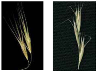 Figure 8: Side-by-side photos of grass seeds with no obvious difference other than bent awns