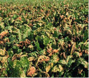 Figure 3: Photo of a crop of a leafy-green sugarbeet field, leaves appear to contain holes