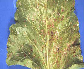 Figure 4: Close-up photo of a leaf that is covered in pinhole-sized spots