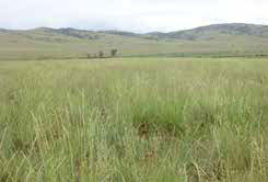 Figure 6: Photo of a wild field of grass, rolling hills in the background