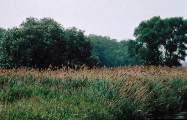 Figure 1: Photo of an overgrown pasture with trees in the distance