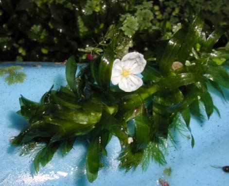 Figure 2: Photo of a white flower with 3 round petals