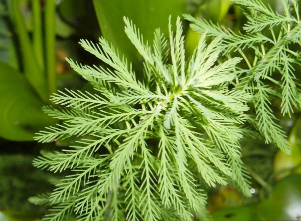 Figure 3: Photo of a branch with thin leaves feathering out in all directions