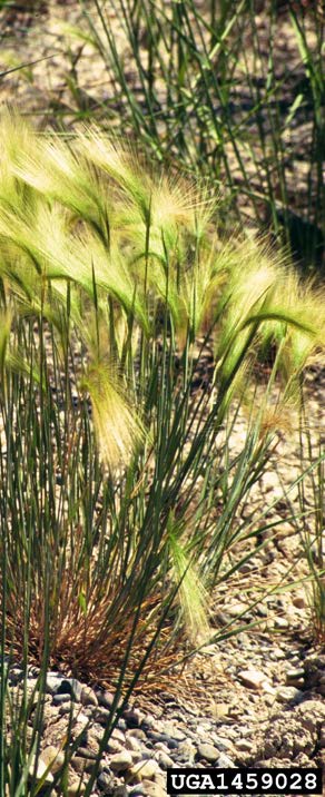 Figure 4: Photo of foxtail barely growing outdoors in a gravely substrate