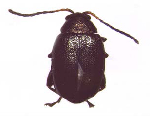 Figure 1: Close-up photo of small black beetle with long antennae