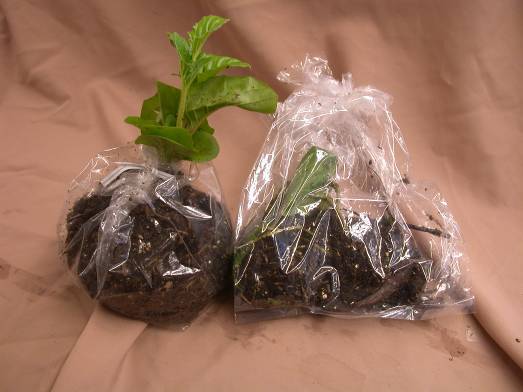 Figure 3: photo of two plants, one in a bag, one with just roots in a bag