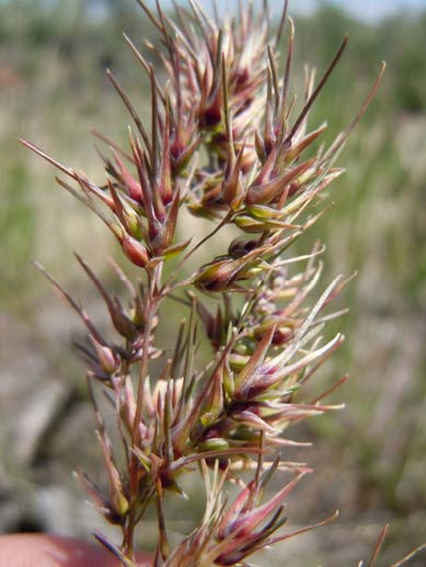 Figure 6: Photo of a branch covered in narrow leaves with bulbous bases