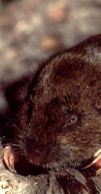 Photo of a pocket gopher.