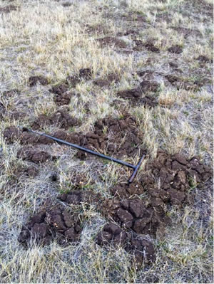 Figure 1:  Photo of rangeland soil that has been upturned
