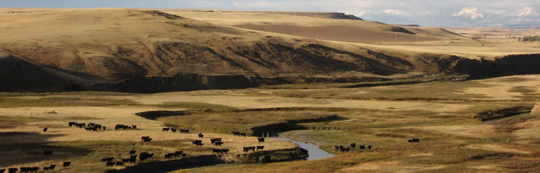 Wide-angle rangeland photo, featuring cattle and a winding river.