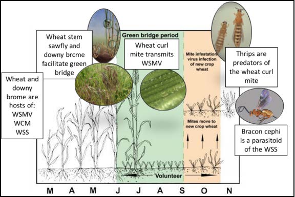 Figure 2: Graphic depicting insect, bacteria, and virus cycles throughout the growing season.