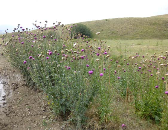 Figure 5: Photo of a group of mature thistle plants growing beside a muddy dirt road