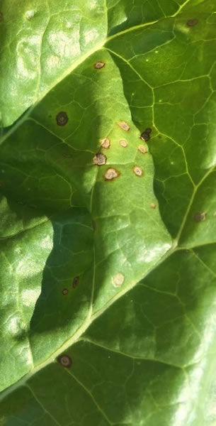 Figure 1: close-up photo of a leaf in daylight