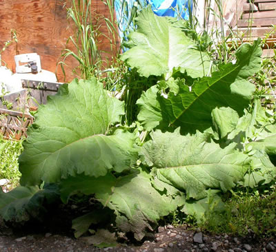 Figure 7: Outdoor photo of a mature common burdock plant.