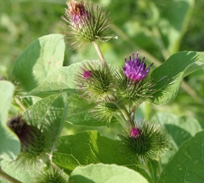 Figure 8: Outdoor photo of a flowering burdock.