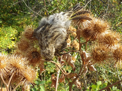 Figure 9: Photo of a bird caught in burdock burs.