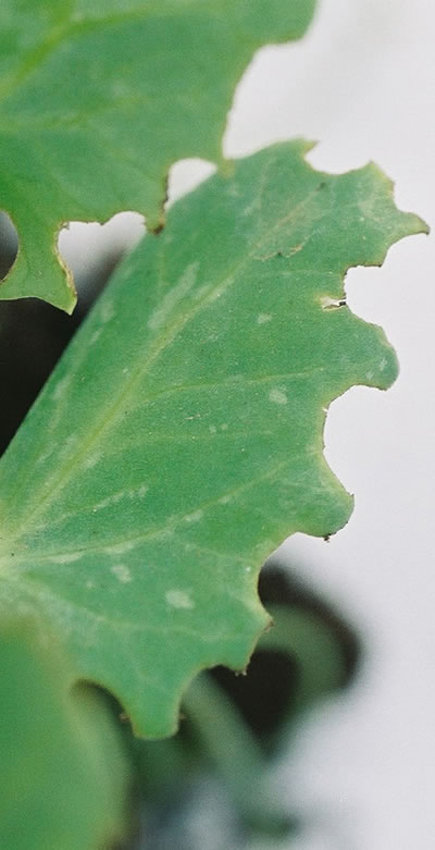 Figure 1: Close-up photo of a pea leaf that shows signs of weevil.