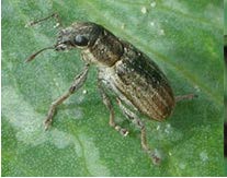 Figure 2: Close-up photo of a weevil on a leaf.