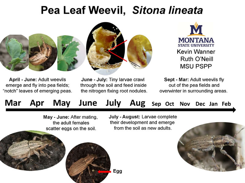 Figure 3: Detailed graphic depicting the life cycle of a leaf weevil.