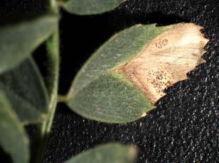 Close-up photo of a leaf that if half dried out.